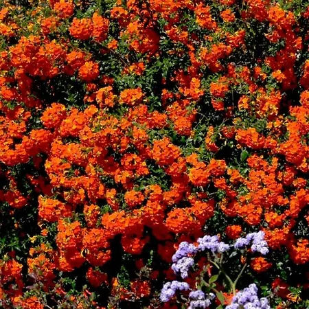 Buena Vista *